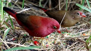 How to breed finches  The Redbilled Fire Finch  Lagonosticta senegala [upl. by Marwin]