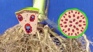 Anatomy of Monocot and Dicot stems [upl. by Nic]