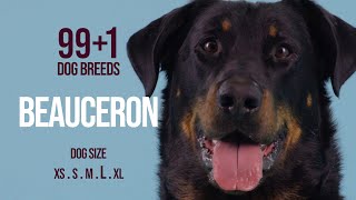 Beauceron  991 Dog Breeds [upl. by Werda199]