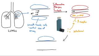 Salbutamol Ventolin Explained in 2 Minutes [upl. by Aigroeg]