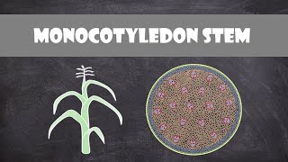 Monocot Stem Structure and Function  Plant Biology [upl. by Av]