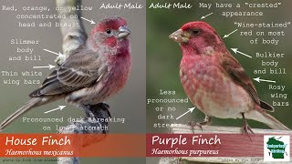 ID Tips Purple Finch vs House Finch [upl. by Derfla257]