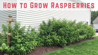 How to Start Growing Raspberries Compilation [upl. by Rezzani724]