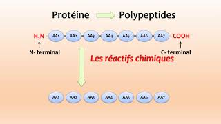 Cours Protéines  SÉQUENÇAGE DES PEPTIDES [upl. by Jackqueline]