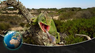 The fascinating fauna of the Mediterranean Sea [upl. by Donelson194]