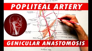 The Popliteal Artery branches amp genicular anastomosis [upl. by Xonk]