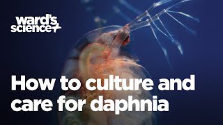 Caring and Culturing for Daphnia [upl. by Elimaj]