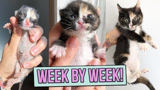 Learn How Baby Kittens Grow 08 Weeks [upl. by Destinee485]