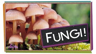 Fungi Why Mushrooms Are Awesome  Biology for Kids [upl. by Yanehs]