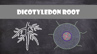 Dicotyledon Root Structure  Plant Biology [upl. by Joycelin]