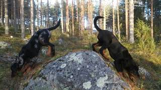 Beauceron puppies  Three months today [upl. by Reuben]