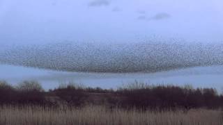 Starling Murmuration at Middleton Moor Derbyshire [upl. by Finley374]