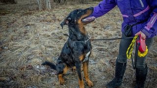 Beauceron [upl. by Hendrika]