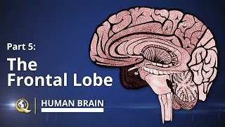 Frontal Lobe  Human Brain Series  Part 5 [upl. by Doggett]