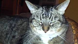 Cat facial twitches  seizure [upl. by Andee]