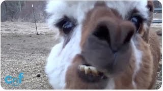 HILARIOUS Alpaca Spits on Camera [upl. by Mercado]