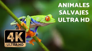 ANIMALES salvajes EN 4K  Con MÚSICA RELAJANTE Ultra HD [upl. by Iveel489]