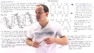 Secondary Structure of Proteins [upl. by Kilroy]