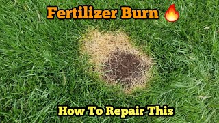 How To Repair Fertilizer Burn How Fertilizer Burn Happens [upl. by Lovich]