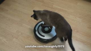 Cat shows HOW TO use iRobot Roomba Vacuum [upl. by Tory]