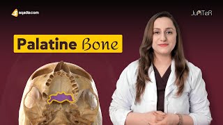 Palatine Bone  Cranial Osteology  Anatomy Lecture for Medical Students  VLearning™ [upl. by Guinn]