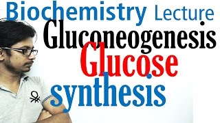 Gluconeogenesis pathway biochemistry [upl. by Urbana]