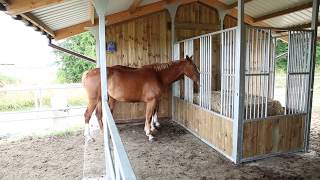 Un abri chevaux 4 en 1  LEquistation de Cheval Liberté [upl. by Dej]