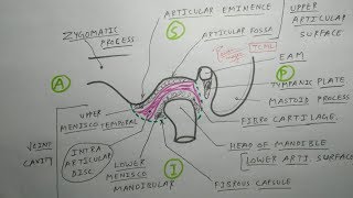 Temporomandibular Joint  1 TMJ Articular surface and joint cavity  TCML [upl. by Eppillihp]