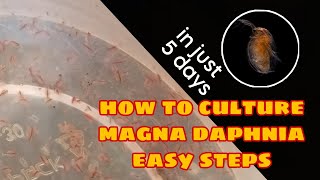 How to Culture Magna Daphnia Easily [upl. by Akisej]