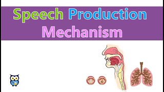 Speech Production Mechanism [upl. by Levesque16]