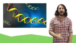 Nucleic Acids DNA and RNA [upl. by Semadar432]