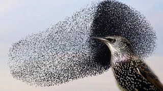 You wont believe this INCREDIBLE Starling murmuration [upl. by Jonny]