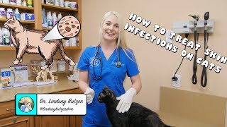 How to Treat Generalized Skin Infections on Cats [upl. by Kcirdderf]