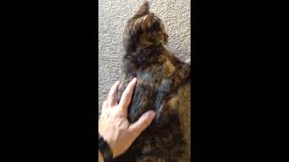 cat seizure 17 year old cat [upl. by Amocat821]