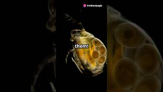 How to culture Daphnia for your Aquarium [upl. by Hesta]