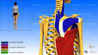 Lépaule ladduction les muscles adducteurs [upl. by Jael997]