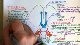 Cranial Nerves Part 1 [upl. by Emanuela35]