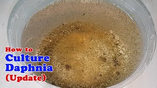 How to Culture Daphnia Update with ZERO Cost  Unlimited Live Food for Our Fish [upl. by Nitsej222]