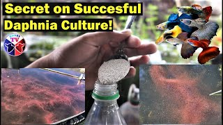 How to Culture Daphnia Successfully [upl. by Nnaeed]