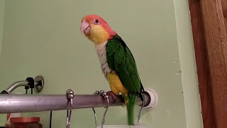 Ollie the Caique Singing in the Shower [upl. by Lertnahs]