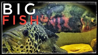 Big South American Cichlid Community Tank [upl. by Kumar]