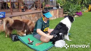 Grooming your dog at home from start to finish [upl. by Assenaj]