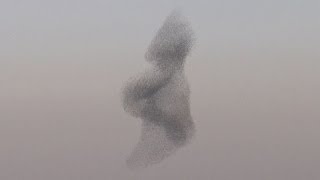 Starling murmuration Rare phenomenon in the skies above Israel [upl. by Sirak]