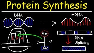 Transcription and Translation  Protein Synthesis From DNA  Biology [upl. by Neersan]