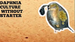 HOW TO CULTURE DAPHNIA NATURALLY WITHOUT A STARTER [upl. by Otreblide]