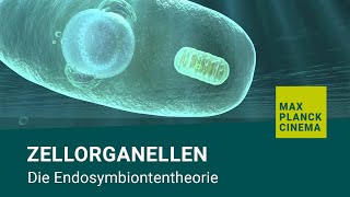 Zellorganellen  Die Endosymbiontentheorie [upl. by Drahcir25]