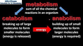 B1 Introduction to biochemistry SL [upl. by Papotto]