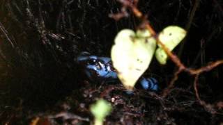 Dendrobates auratus call [upl. by Llywellyn985]