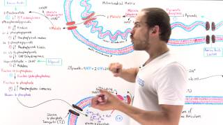 Overview of Gluconeogenesis [upl. by Kcirddes]