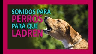 SONIDOS PARA PERROS PARA QUE LADREN [upl. by Diraf]